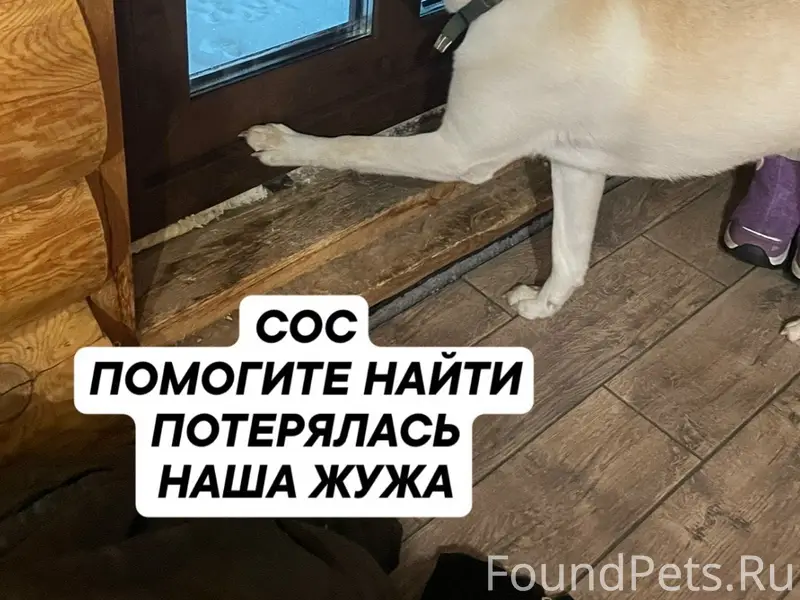 Пропала помесь шарпея и лабрадора Жужа, Кодинка