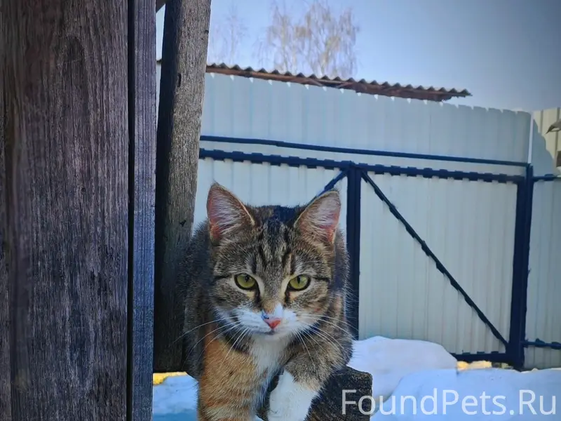 Пропала кошка, ул. Молодёжная