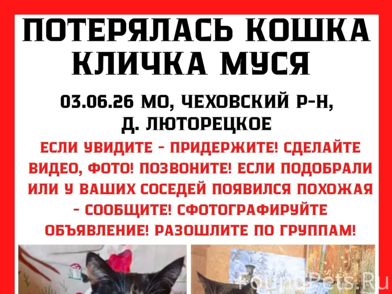 Пропала кошка Муся, д. Люторецкое