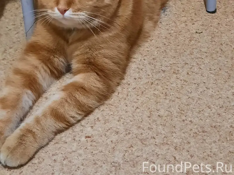 Найден рыжий кот, Брагино