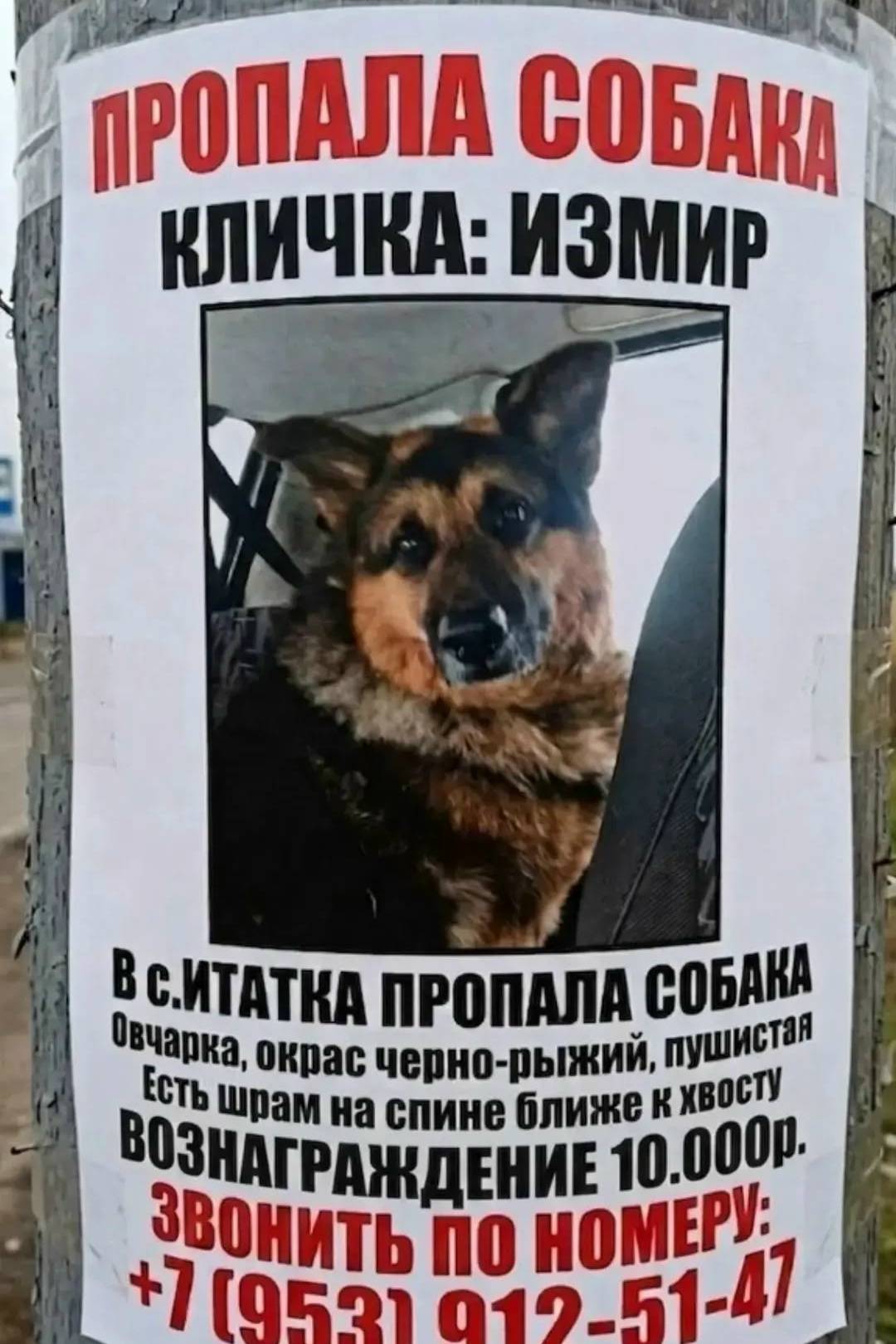 Пропал Измир, немецкая овчарка, Томское/Малиновка/Октябрьск