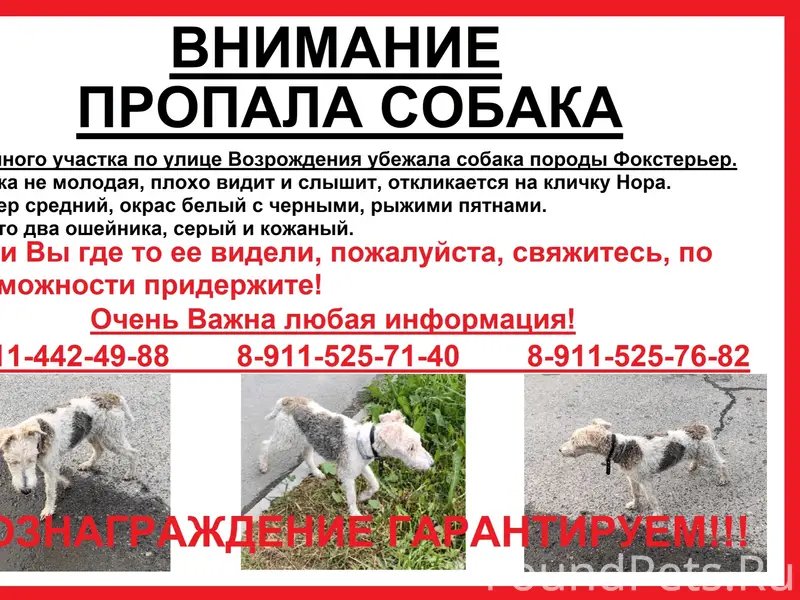 Пропала собака, Город Сокол