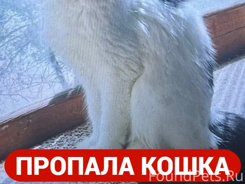 Пропала кошка Лера, СНТ «Надежда», Орск