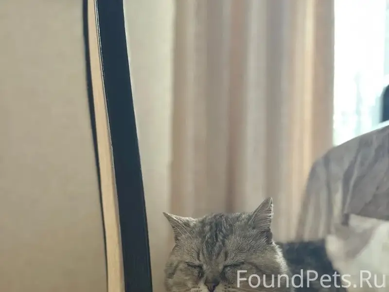 Пропал кот