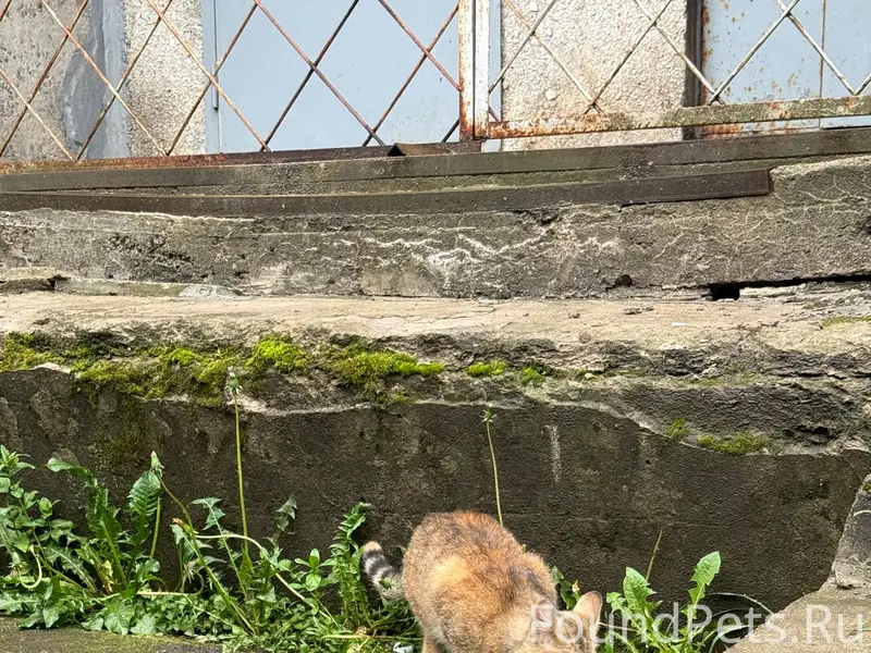 Найден котёнок, улица Ровио