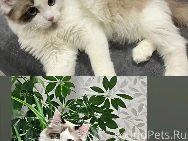 Пропал кот, свяжитесь по номеру