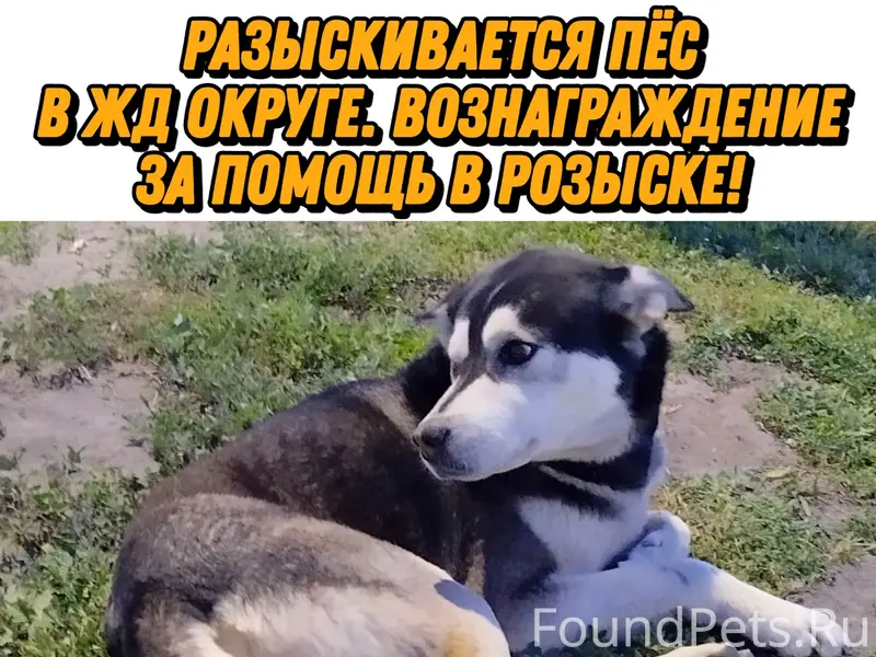 Пропал метис хаски и овчарки Малюта Скуратов, Курск