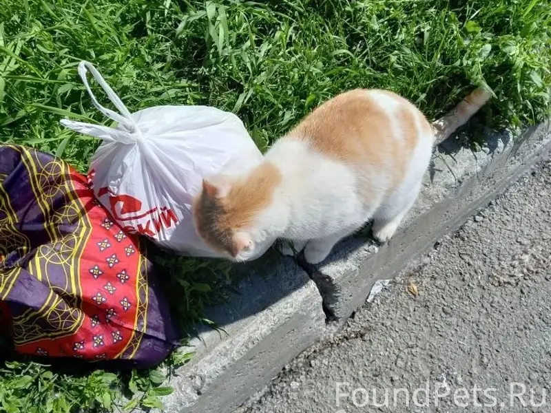 Найдена кошка, Екатеринбург, Старая Сортировка
