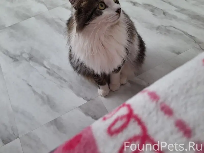 Пропал кот Кузя