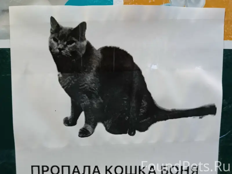 Пропала британка, ЮАО, Ялтинская