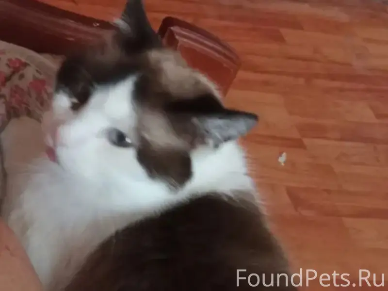 Пропала кошка, район водокачки
