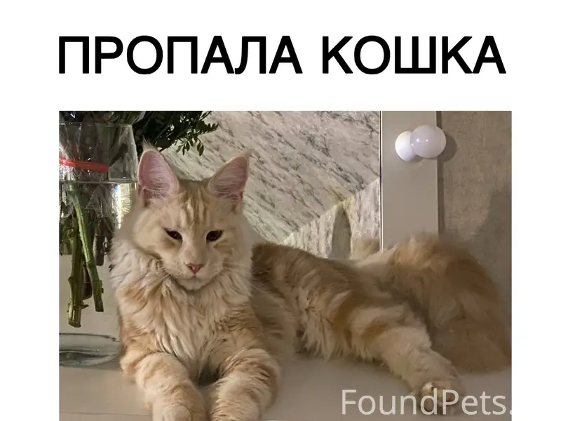 Пропала кошка, поселок Заозерье