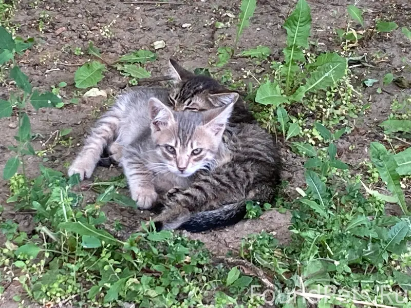 Найдена кошка с котятами, Ступино