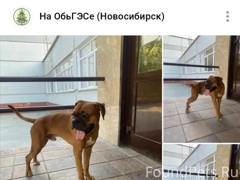 Найден пёс, ОбьГЭС, Новосибирск