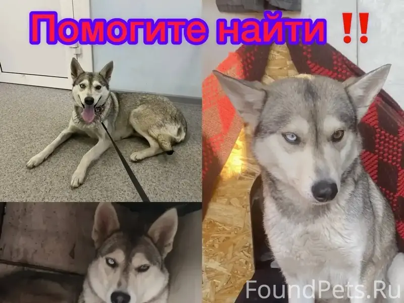 Пропала метис хаски Белла, центр города