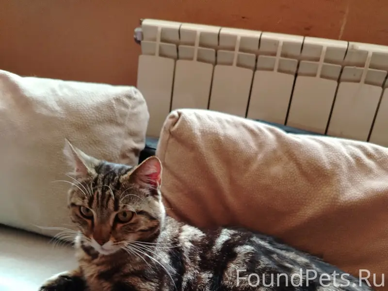 Найден котька