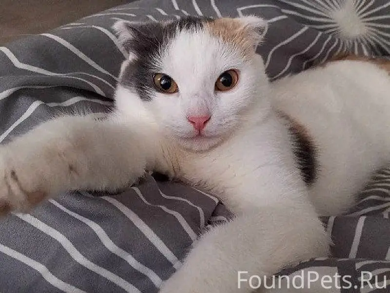 Пропала кошка Пушинка, Рябиновая 6