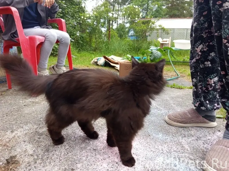 Найден чёрный котик, предположительно котёнок