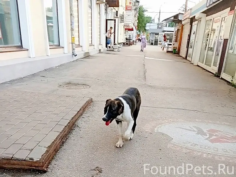 Найден щенок, около метро Советская