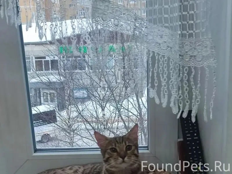 Пропал кот Лука, п. Парма