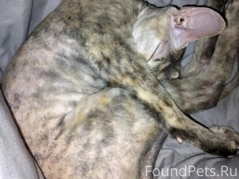 Пропала кошка, Берёзовка