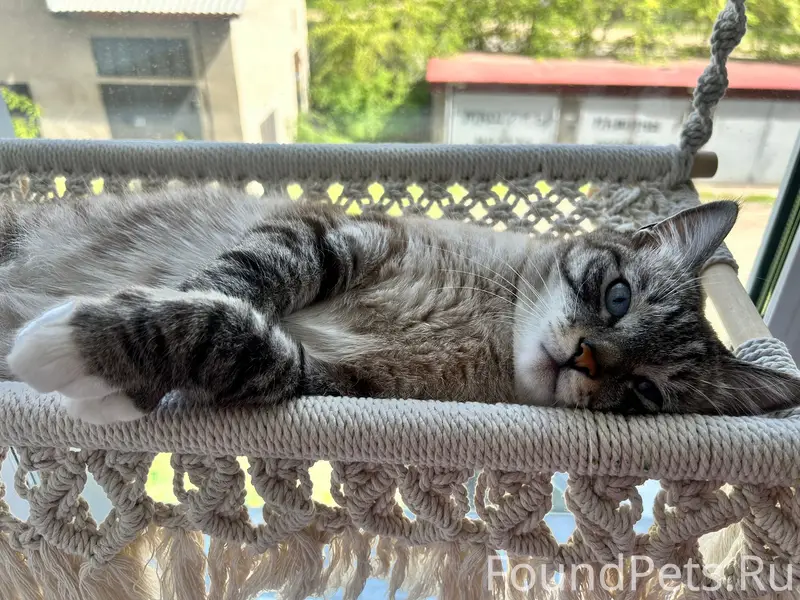 Пропал похожий на сиамского кота, Улан-Удэ
