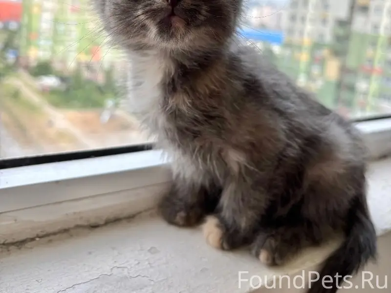 Найдены котята в Нижнем Новгороде, ЖК 'Седьмое небо'