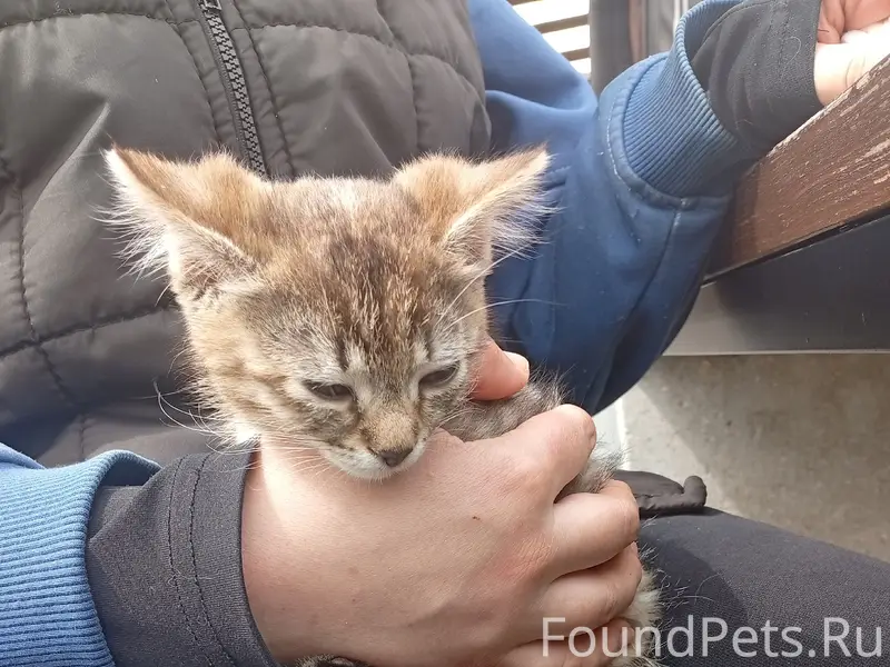 Найдена кошка, найденыш, месяц