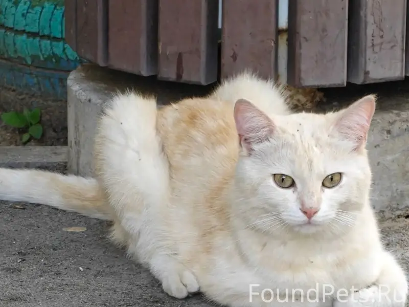 Найден котик, Центральный район, Волгоград