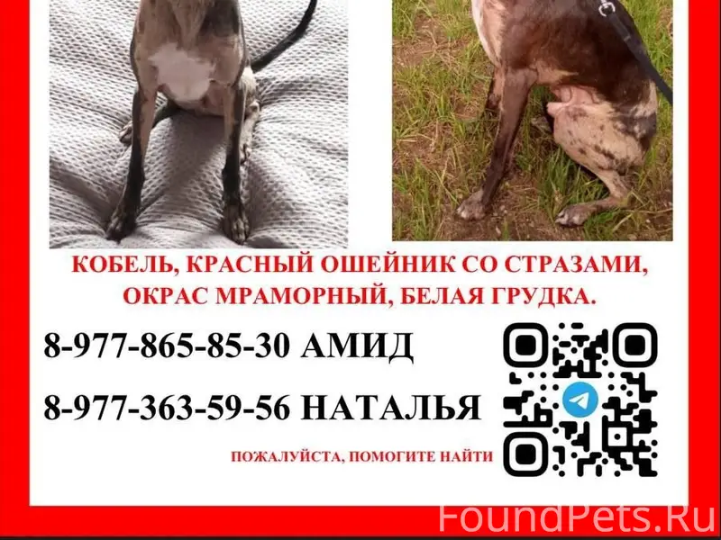 Пропал кобел левретки Амид, Ленинский район