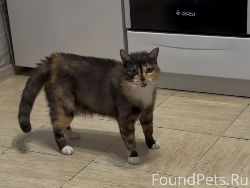 Пропала кошка Буся, Заельцовский район