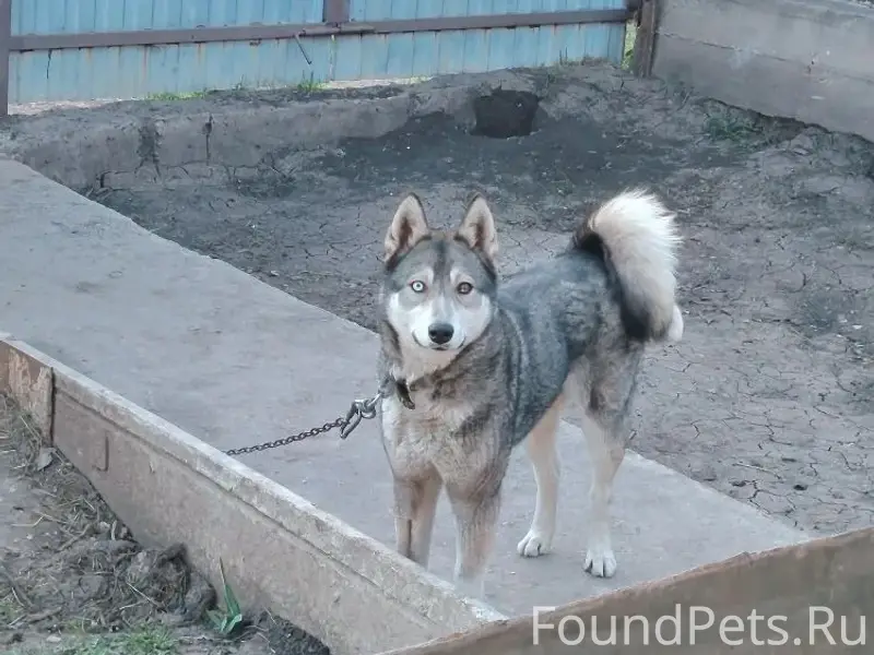 Пропала собака Найда, Зелёный посёлок и Муллино
