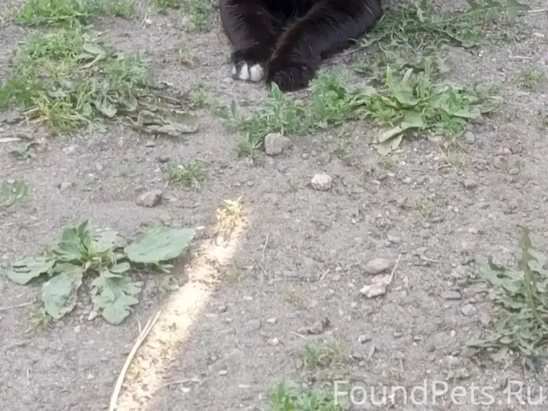 Пропал кот Феля, район Тарка