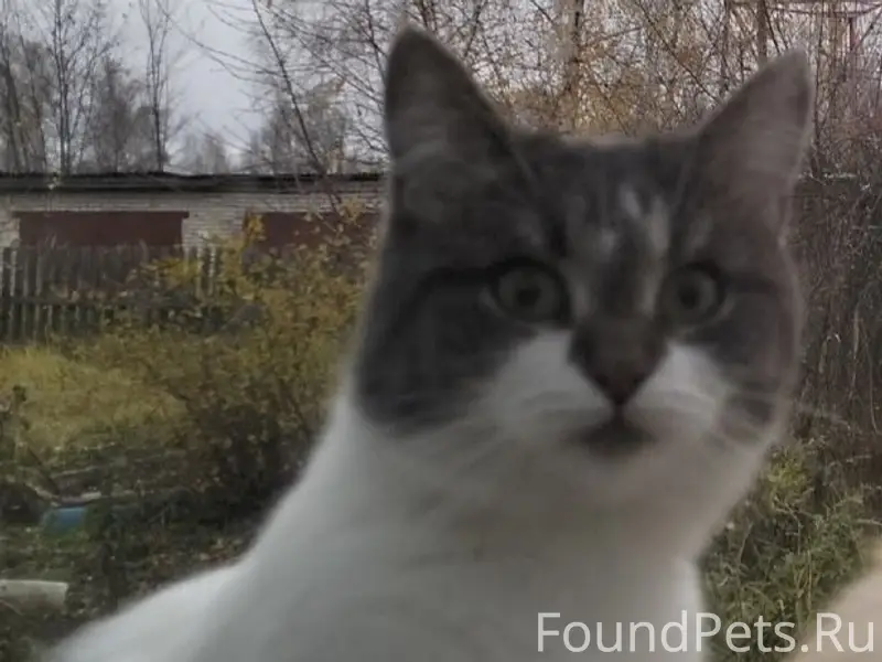 Пропал кот Феня, 3 Пролетарская