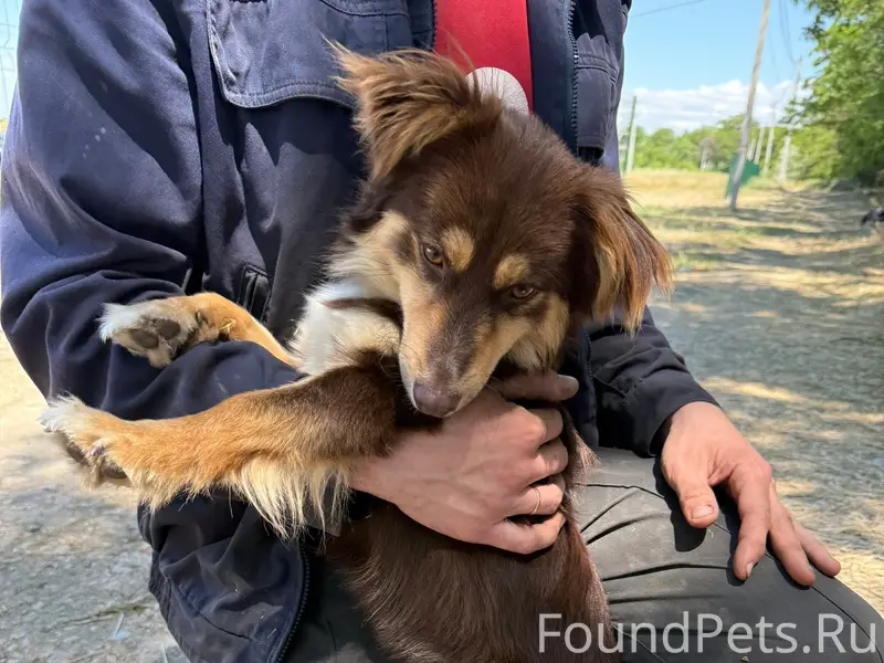 Пропал пёс, Учкуевка