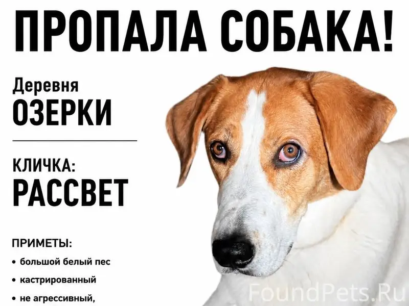 Пропал пёс Рассвет, большой, с рыжими пятнами