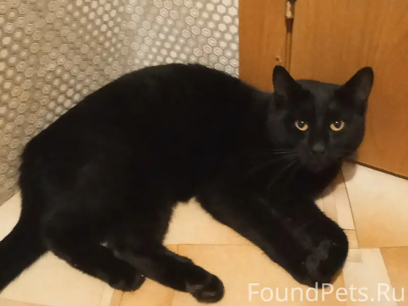 Найден кот, район старого рынка