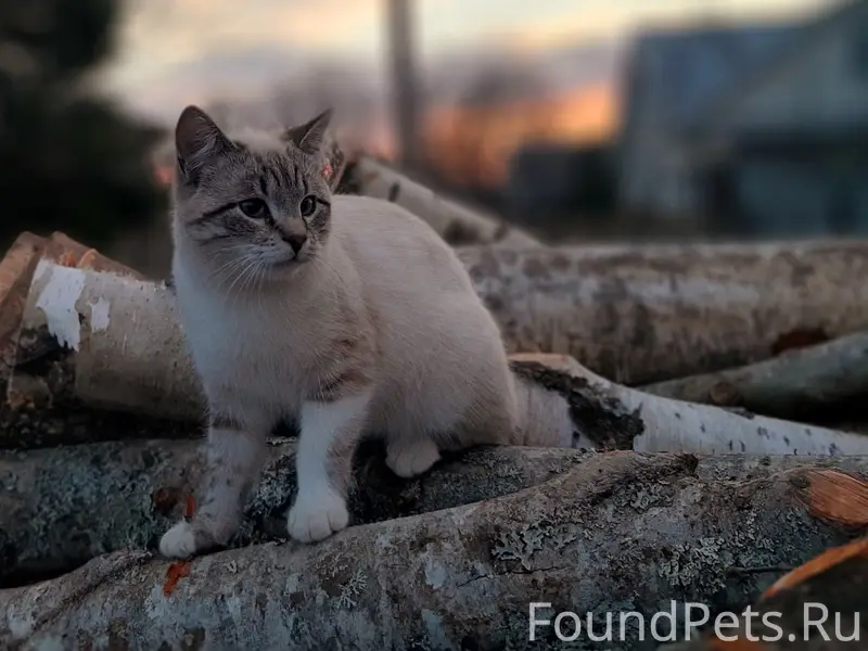 Пропал кот, район ул. Горной