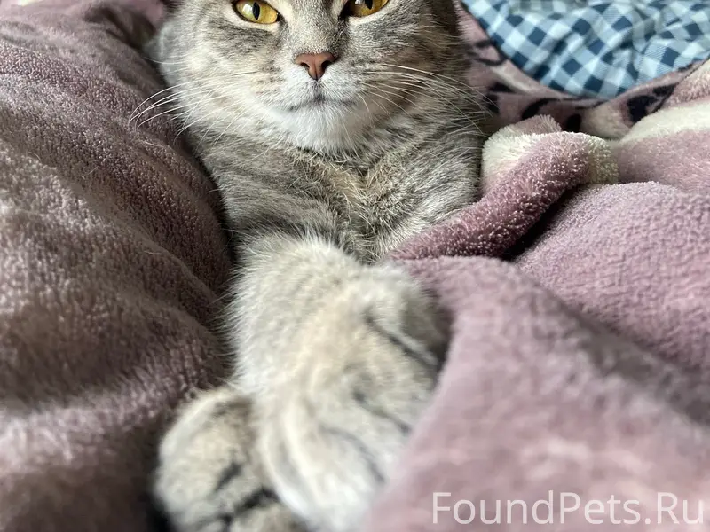 Пропала кошка Луна, район аэродром