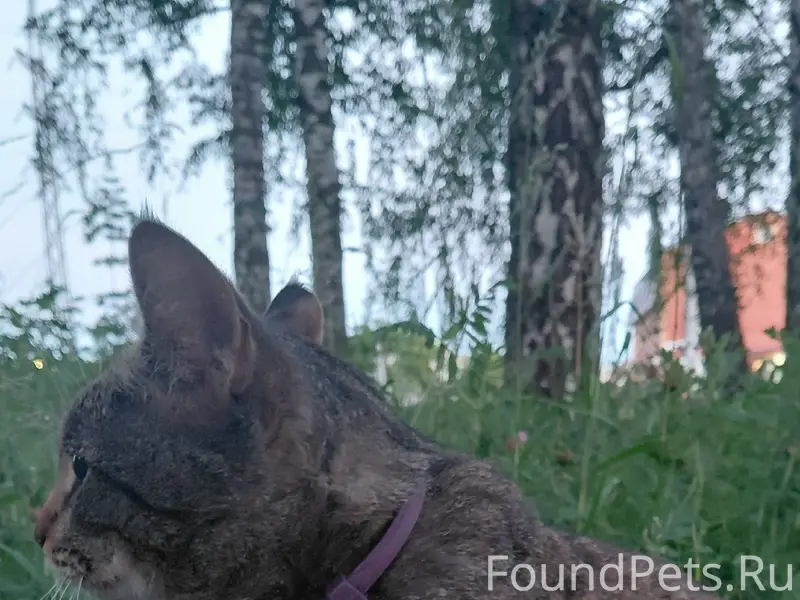 Найден кот, улица Репина