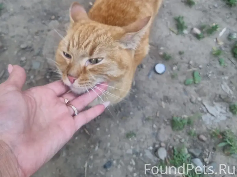 Найден кот, район Титова 46