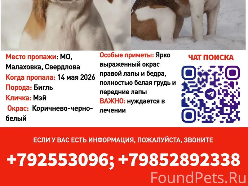 Пропала собака Мэй, вознаграждение 100 000 рублей