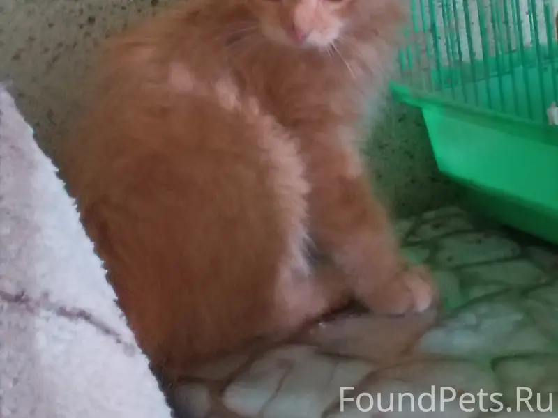 Пропал котёнок, район Калинка