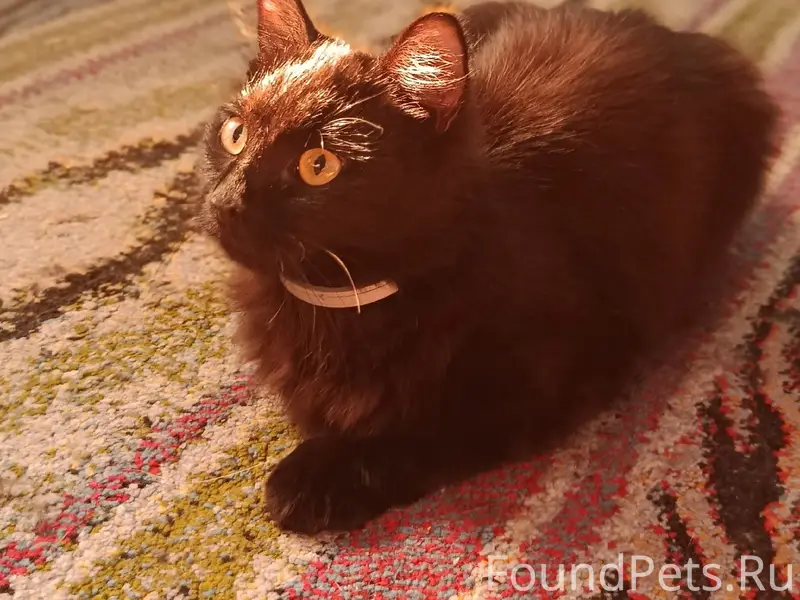 Пропал черный кот, Лесная улица
