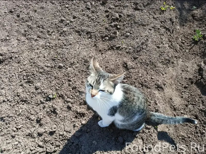 Пропала кошка Вилли, СХТ, ул. Заречная