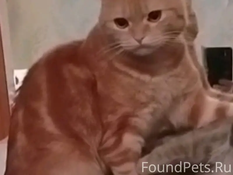 Пропал кот Кот, 35 квартал (пр. Молодёжный)