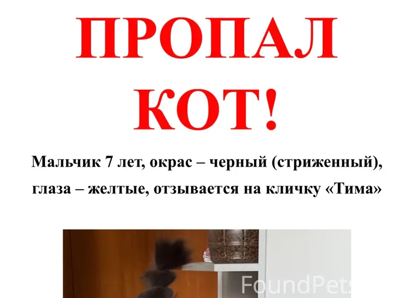 Пропал кот Тима, С. Лопушь