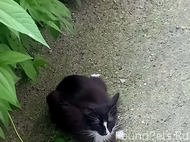 Найдена кошка, Пермь, район дкж
