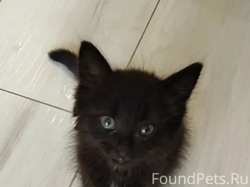 Найден котёнок, Кошелев, Калуга