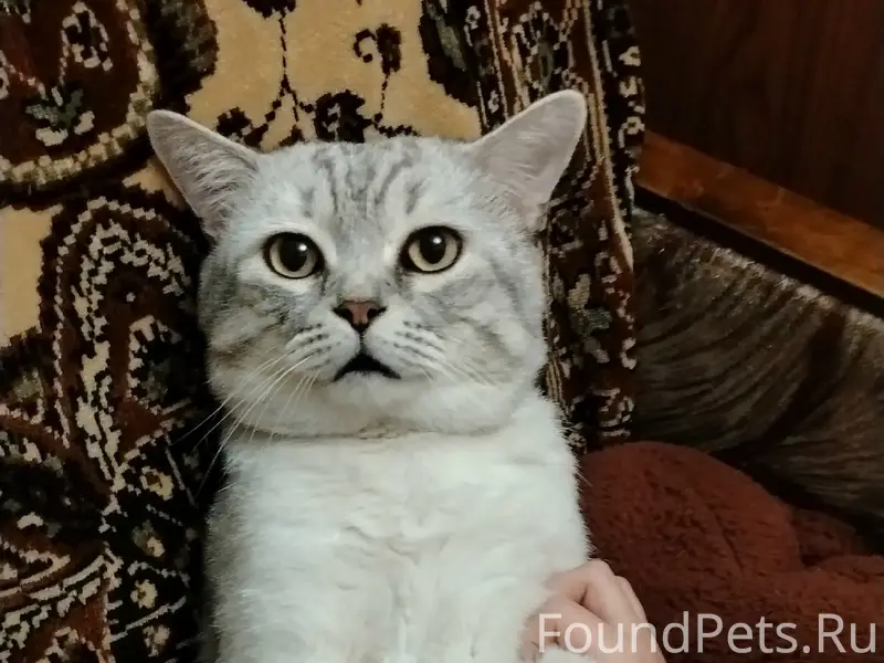 Пропал кот Боня, улица Спортивная
